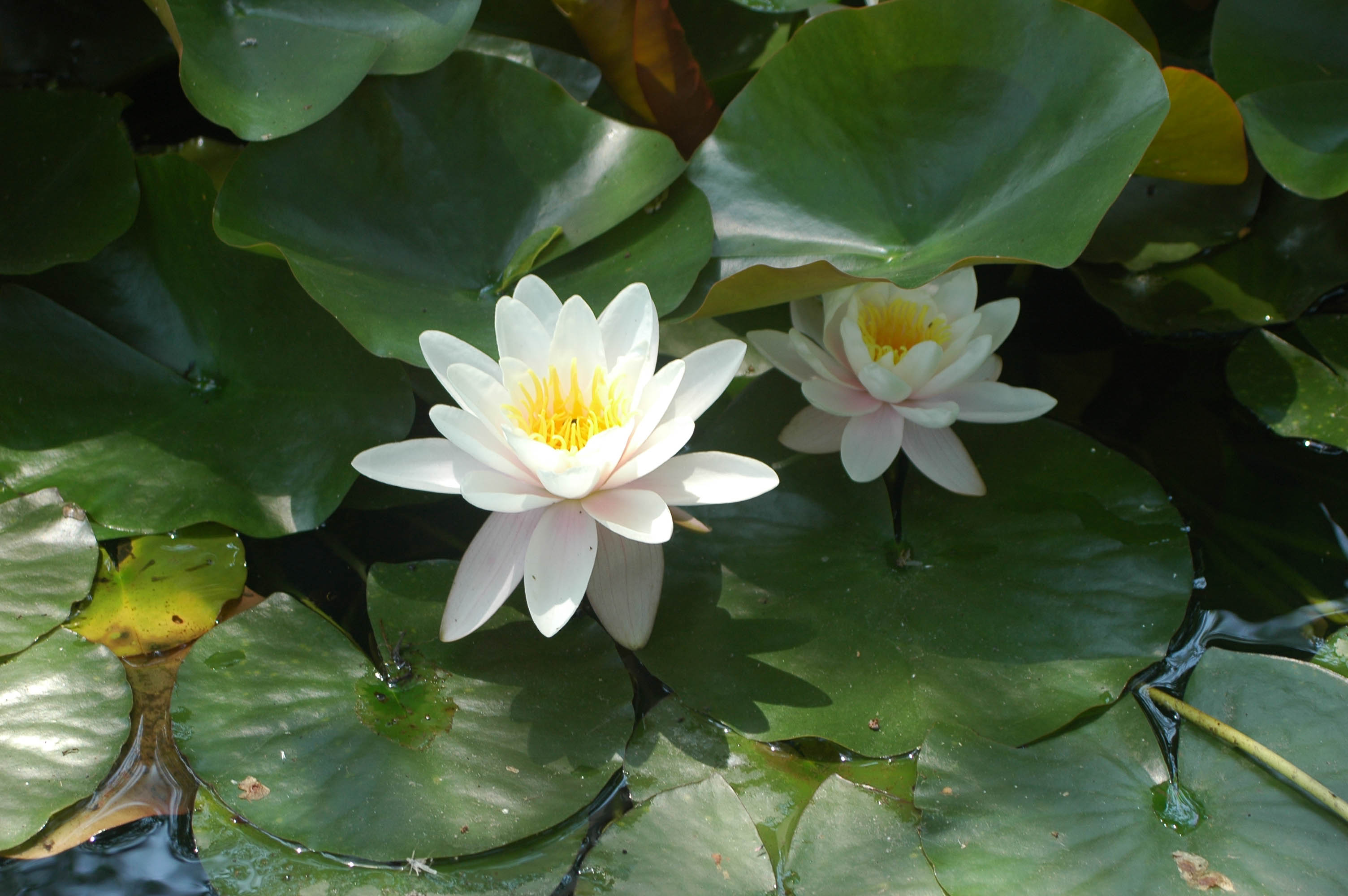 25499624395_42005e9942_o(1)