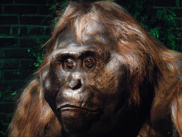 11199285224_45d508d6d2_o