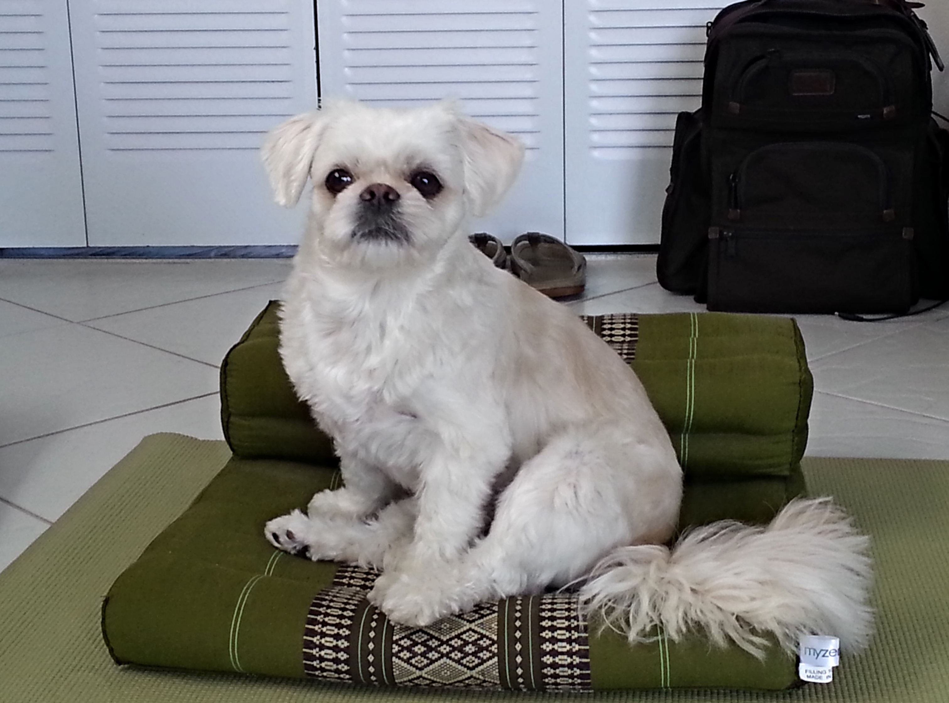 31514226244_91a29001a9_o