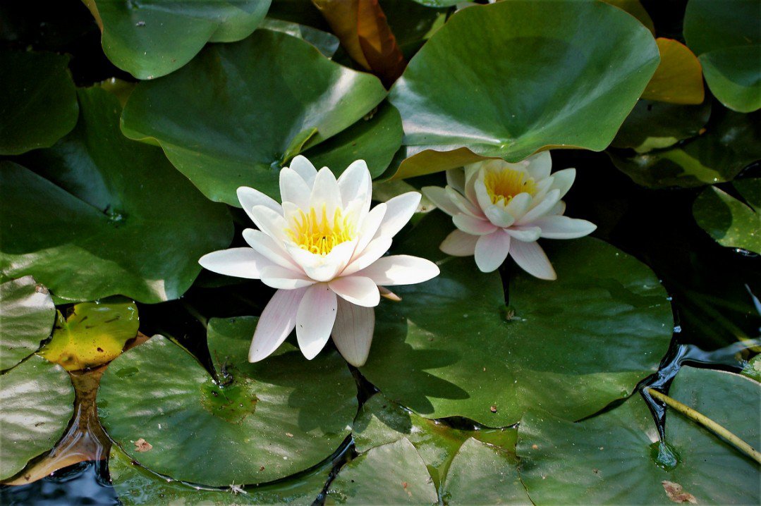 white lotus7326714778823379410..jpg